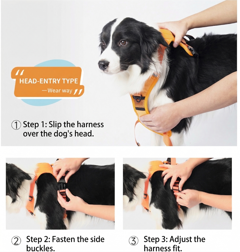 Anvyx GlideControl Leash System