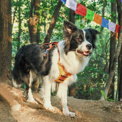Anvyx GlideControl Leash System